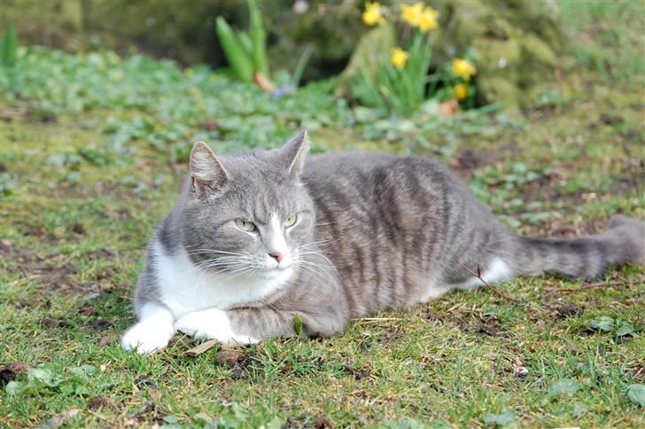 Blanding af racer Sofus billede 18