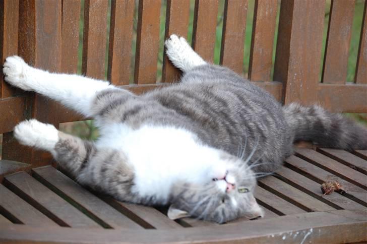 Blanding af racer Sofus billede 19