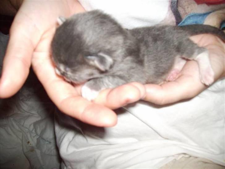 Maine Coon Tarzan billede 1