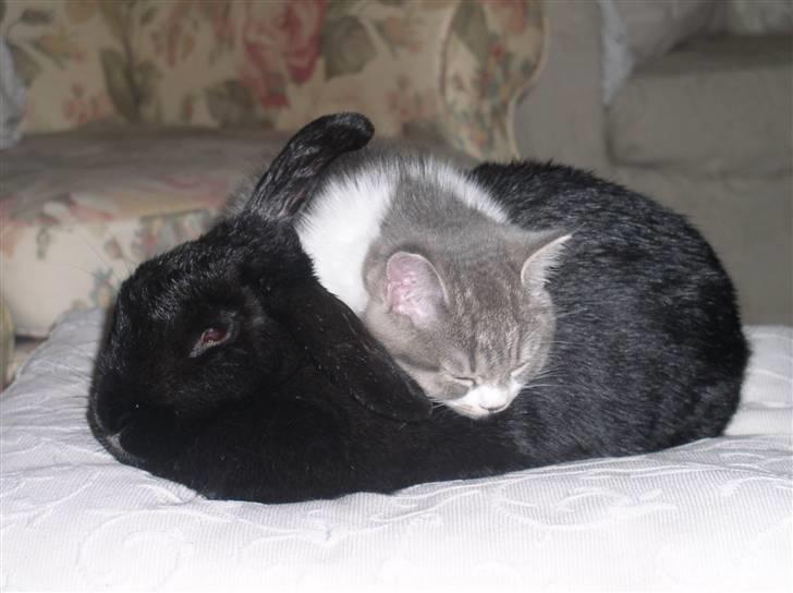 Blanding af racer GURLI billede 8