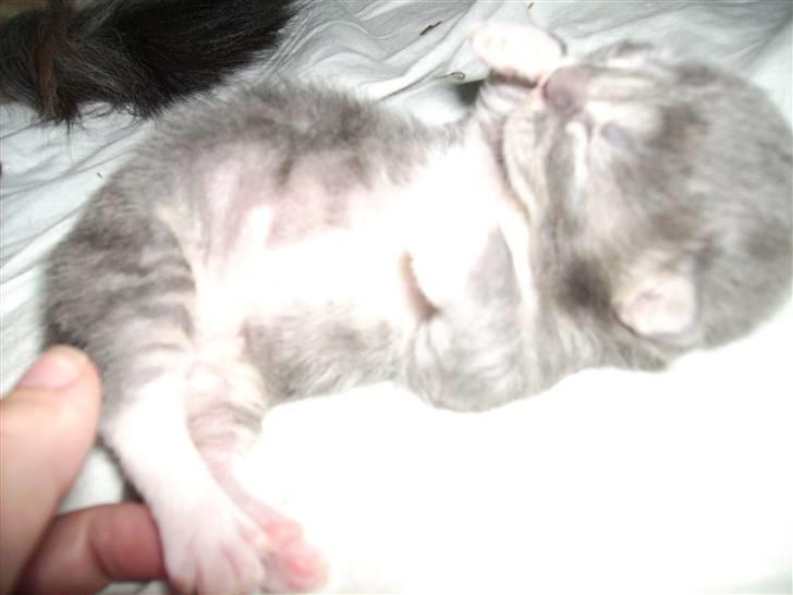 Maine Coon Tarzan billede 2