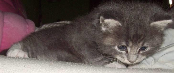 Maine Coon Tarzan billede 3