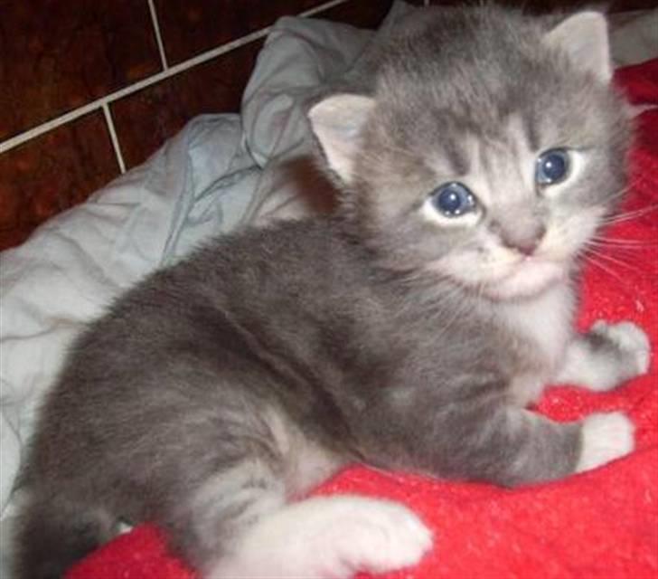 Maine Coon Tarzan billede 4