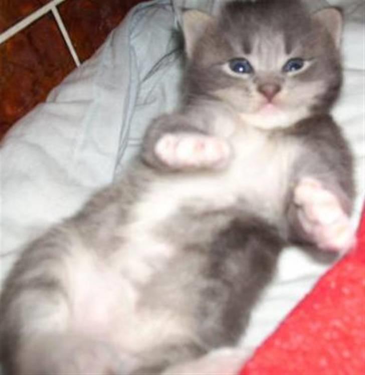 Maine Coon Tarzan billede 5