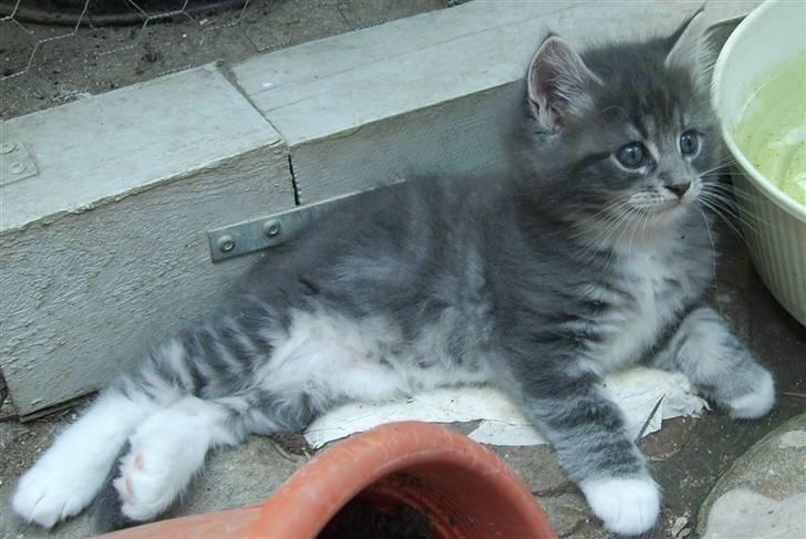 Maine Coon Tarzan billede 6