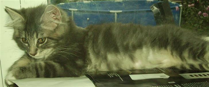 Maine Coon Tarzan billede 7