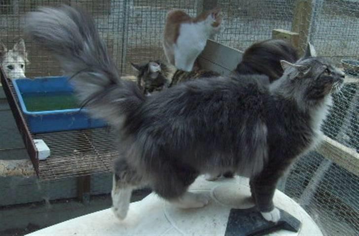 Maine Coon Tarzan billede 8