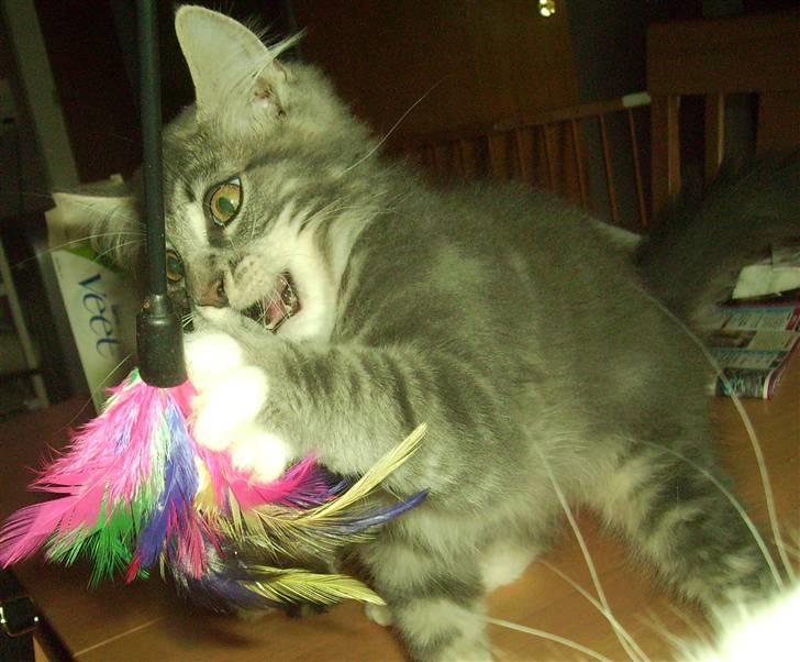 Maine Coon Tarzan billede 9