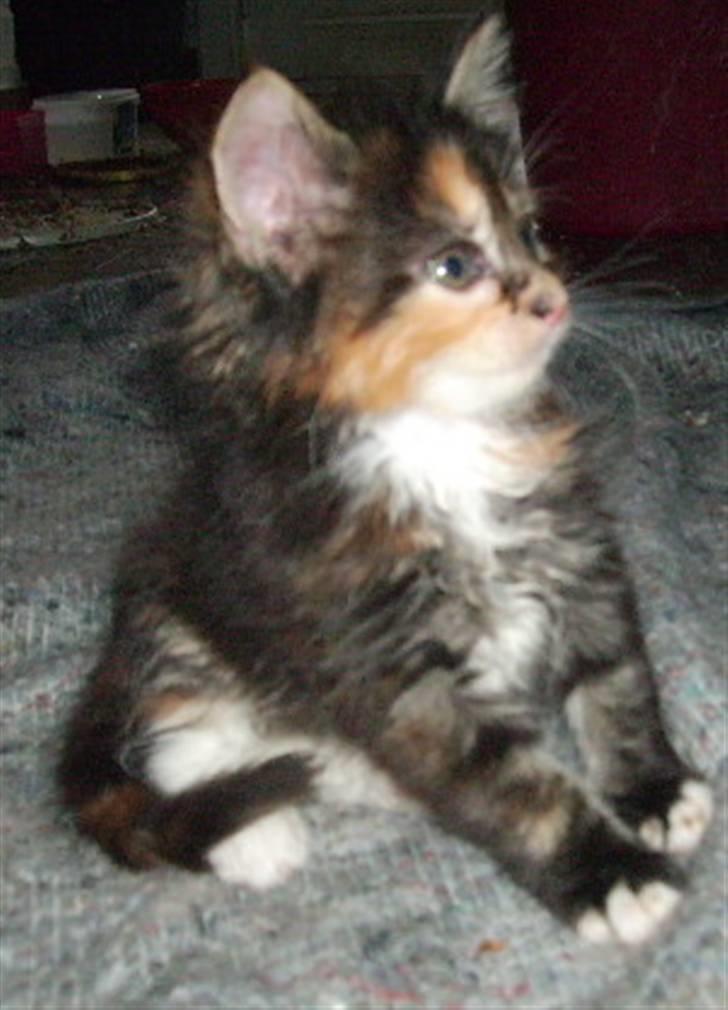 Maine Coon Claire billede 1