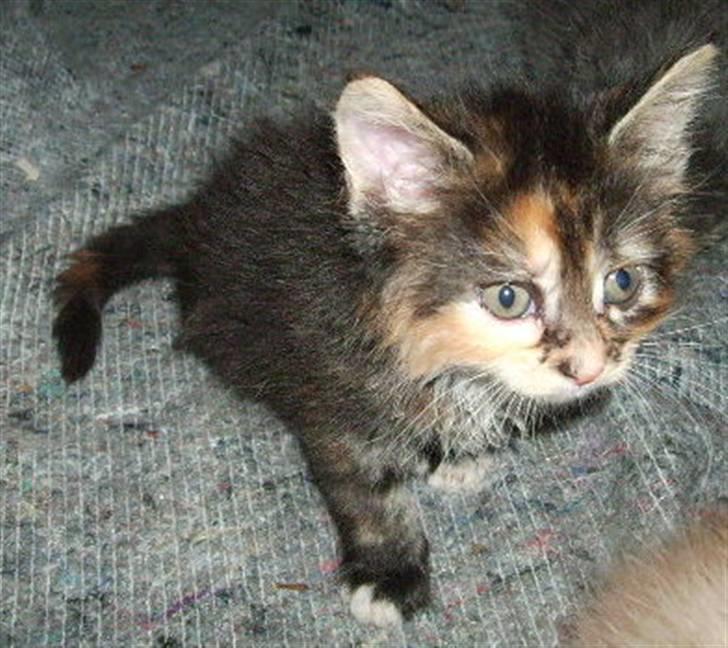 Maine Coon Claire billede 2