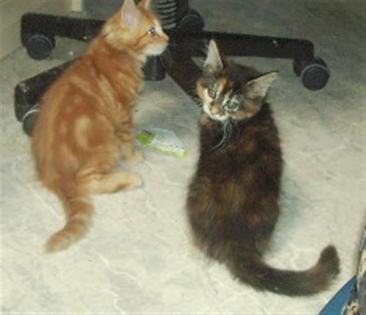 Maine Coon Claire billede 3