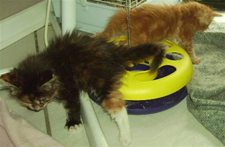 Maine Coon Claire billede 4