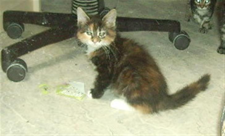 Maine Coon Claire billede 5