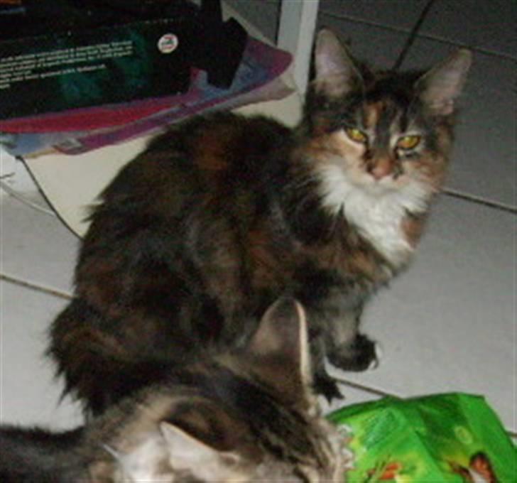 Maine Coon Claire billede 6