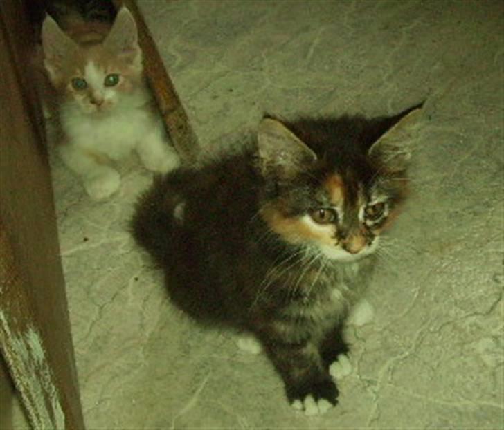 Maine Coon Claire billede 7