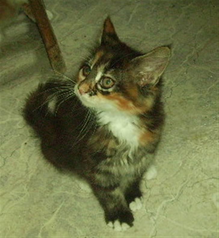 Maine Coon Claire billede 8