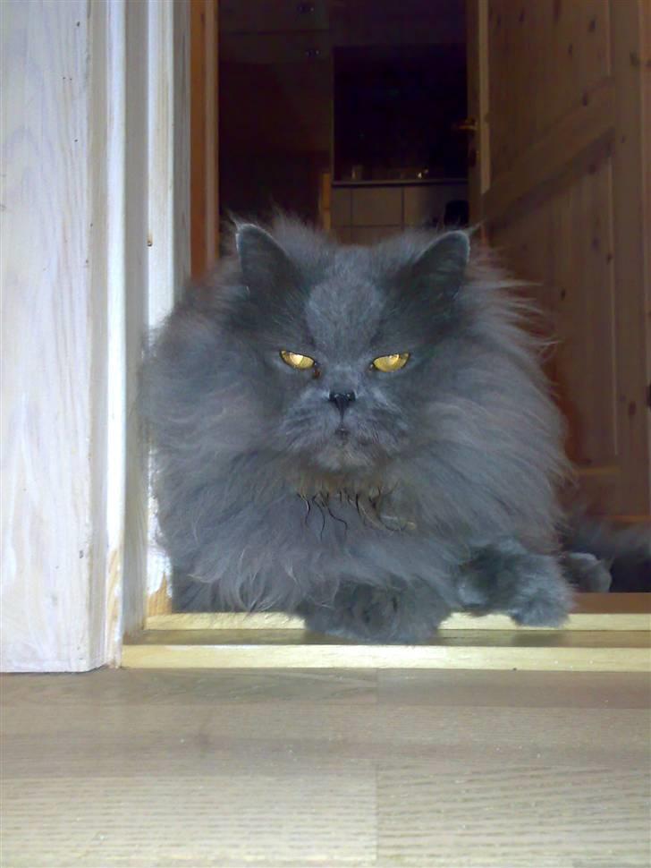 Perser monz billede 8