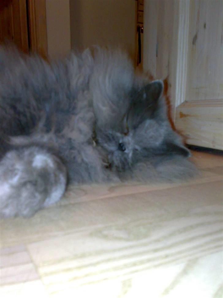 Perser monz billede 9