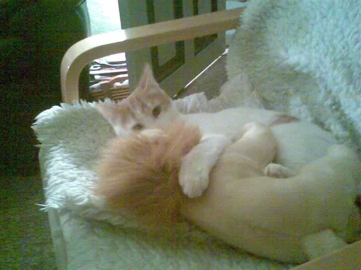 Huskat Pjevs ( pjevsi ) - løven skal ha´ tæsk billede 6