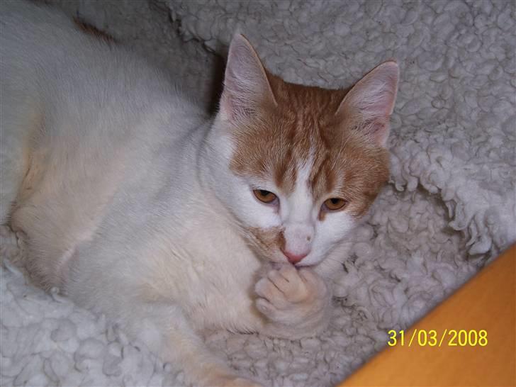 Huskat Pjevs ( pjevsi ) - vasker pote billede 7