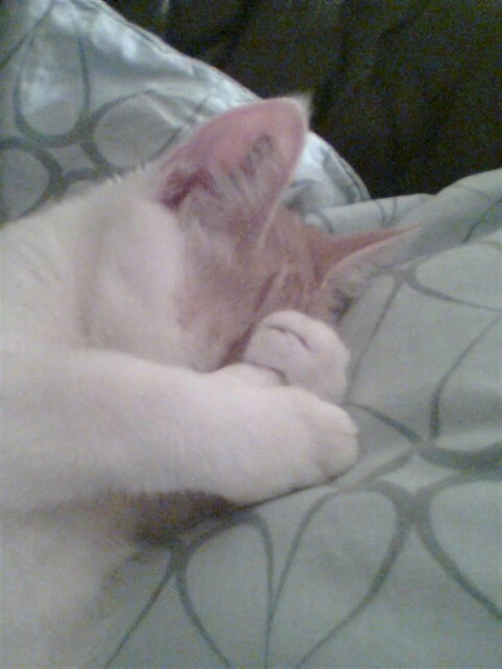 Huskat Pjevs ( pjevsi ) - gemmer sig billede 8