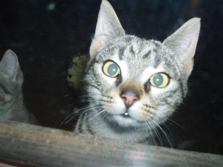 Blanding af racer Cuttel Put billede 1