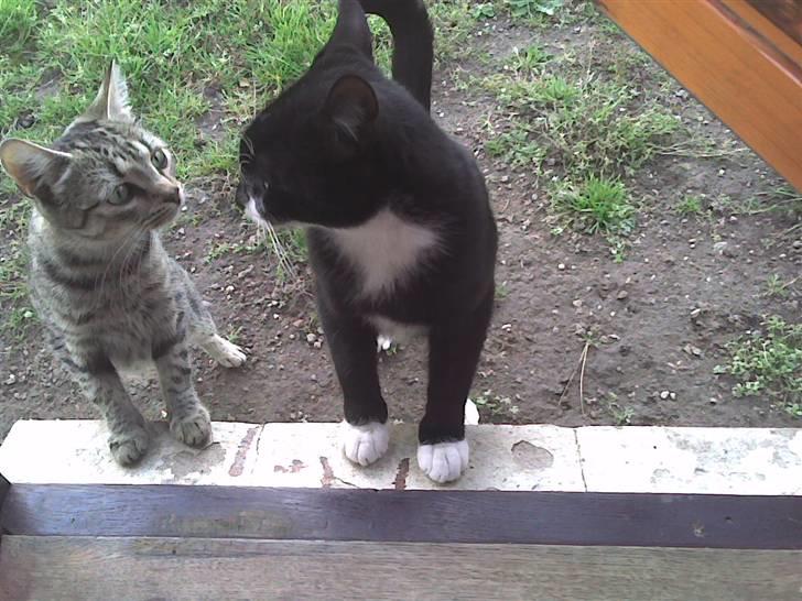 Blanding af racer Cuttel Put billede 2