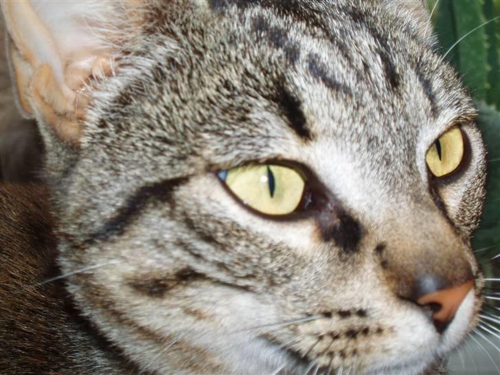 Blanding af racer Cuttel Put billede 3