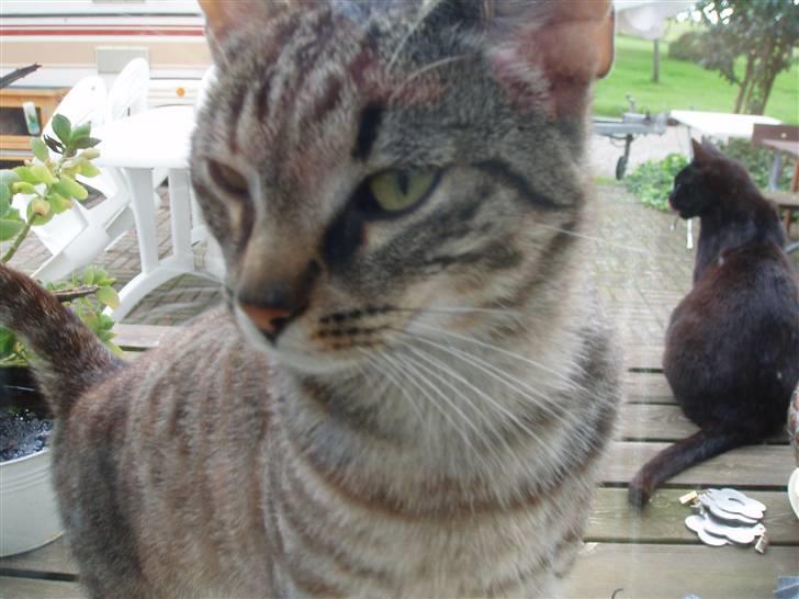 Blanding af racer Cuttel Put billede 4