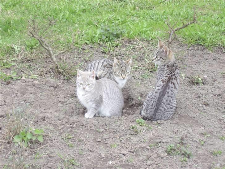 Blanding af racer Cuttel Put billede 5