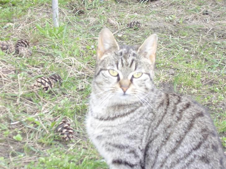 Blanding af racer Cuttel Put billede 6