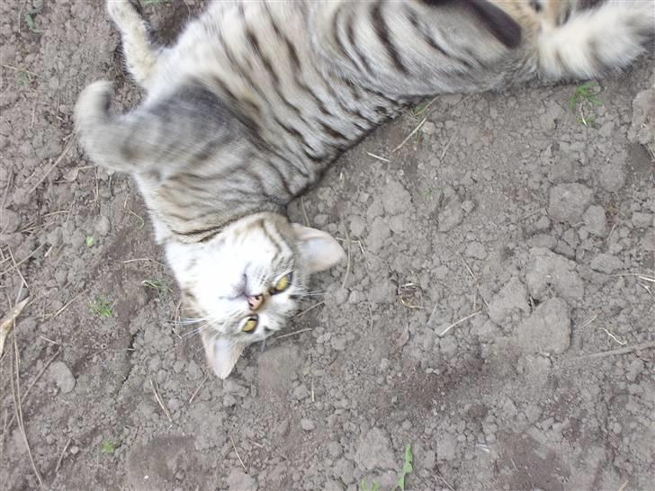 Blanding af racer Cuttel Put billede 7