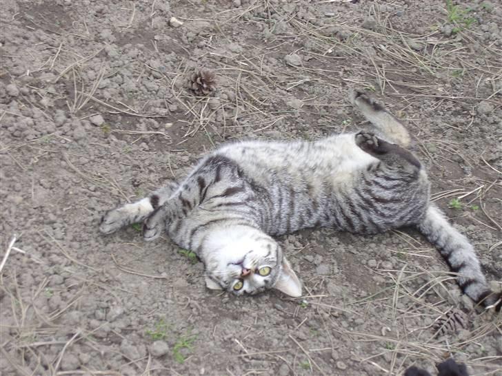 Blanding af racer Cuttel Put billede 8