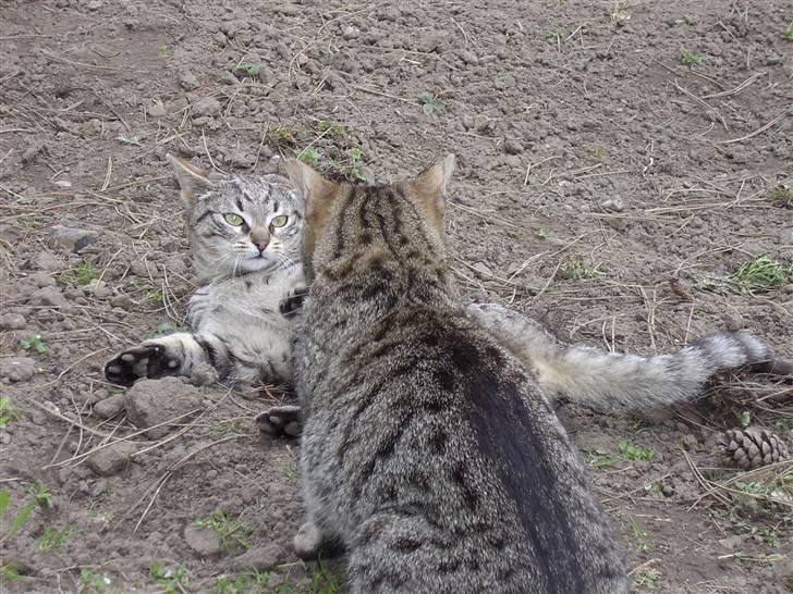 Blanding af racer Cuttel Put billede 9