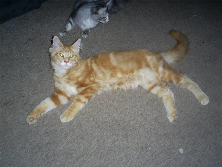 Maine Coon MaxRed R.I.P - såååå lækker taget den 28 marts 08  billede 10