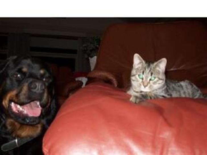 Blanding af racer Oliver - oliver ogbuster i deres uge dage:) billede 9