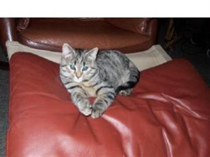 Blanding af racer Oliver - oliver som killing  billede 10