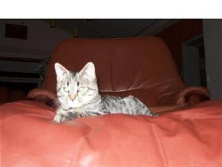 Blanding af racer Oliver - killing billede 11