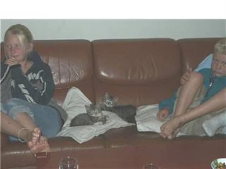 Blanding af racer Oliver - oliver og barny som killinger<3 (oliver til højre) billede 12