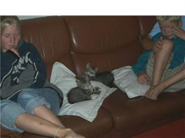 Blanding af racer Oliver billede 13