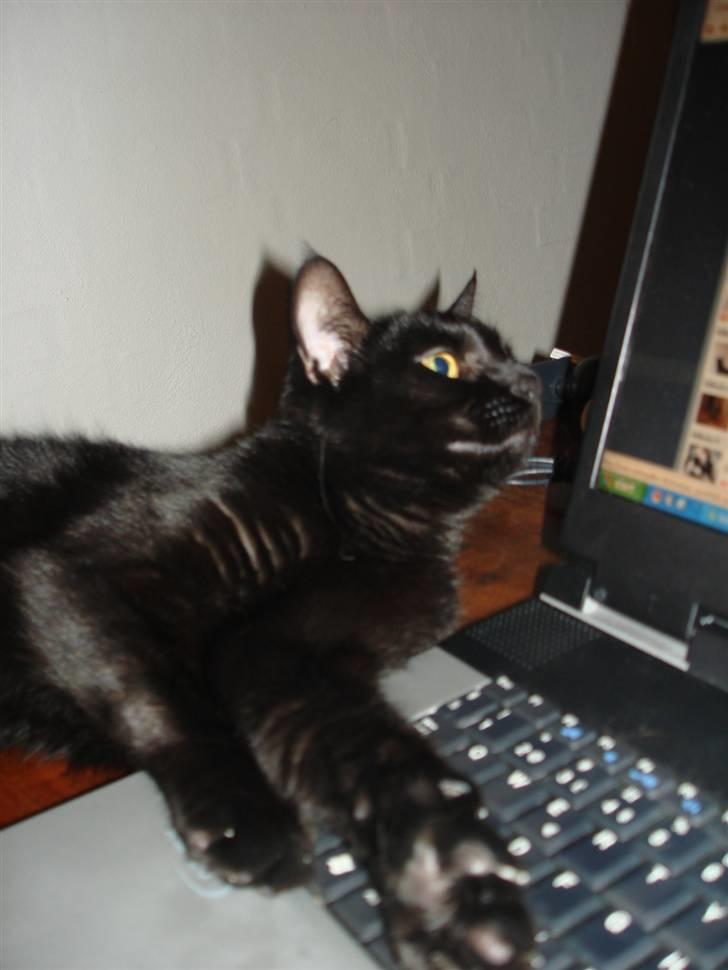 Huskat ^*Minni*^* Perles pige* - Det ser Nu spændene ud det Mor laver.. billede 15