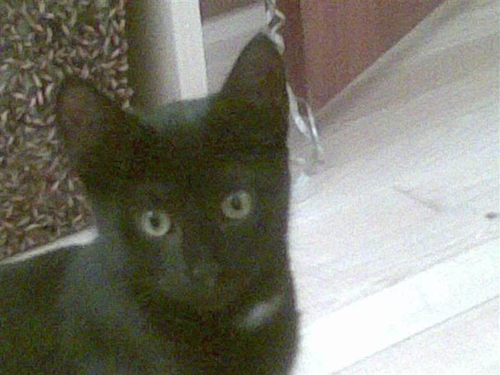 Huskat Tjalfe - Hej, jeg hedder Tjalfe. Jeg har fødselsdag idag .. bliver 16 uger. Min mor og far siger at jeg er blevet en stor dreng. billede 1