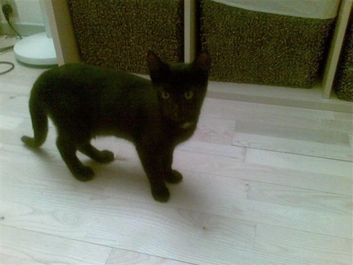 Huskat Tjalfe - Hvad laver mor med den mobiltelefon? billede 2