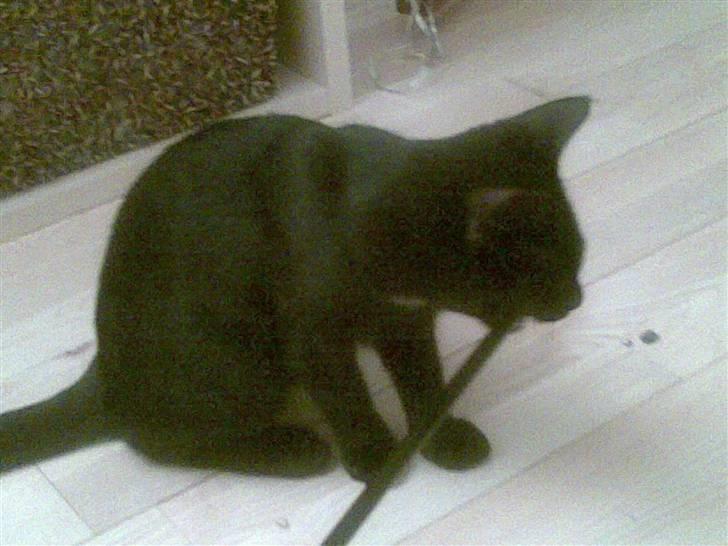 Huskat Tjalfe - En drillepind skal da spises, ikk? billede 3