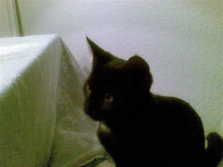 Huskat Tjalfe - Uhm, gad vide om maden på bordet er til mig?? billede 4