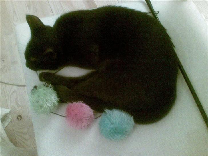 Huskat Tjalfe - Når man er for træt til at lege med drillepinden, kan man da altid putte med den istedet.. billede 5