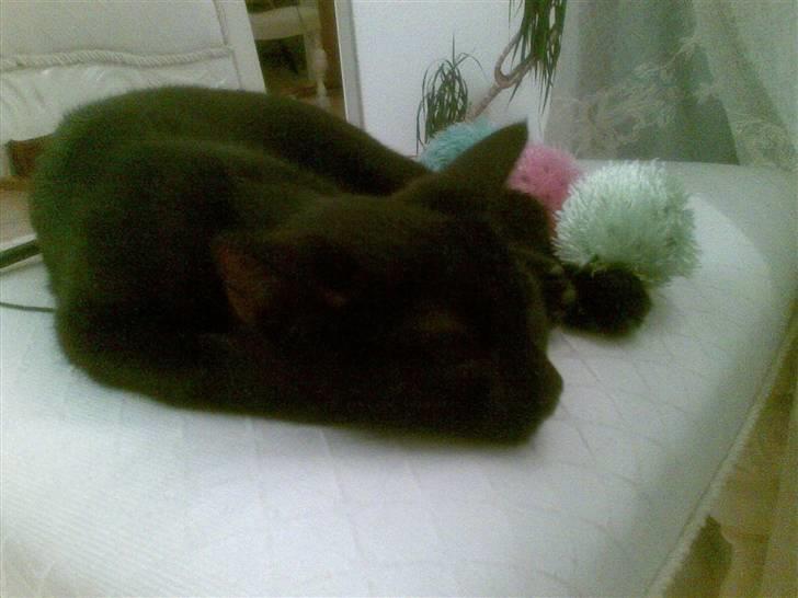 Huskat Tjalfe - Sov sødt, lille Tjalfe. billede 6