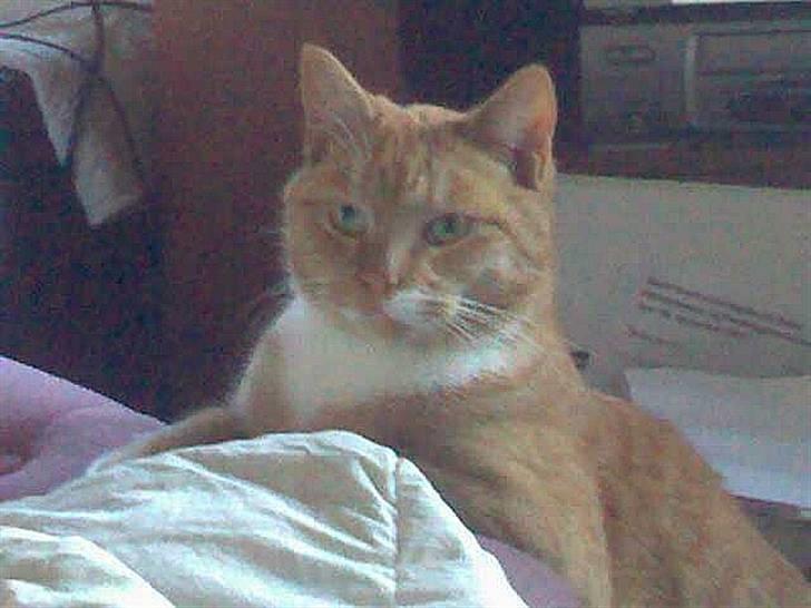 Huskat Mulle - se lige mig jeg kan stå lige så pænt billede 1