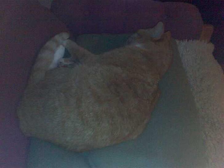 Huskat Mulle - syntes lige min hale skal drilles lidt billede 2