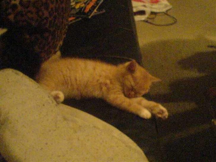 Huskat Mulle - billedet er dårligt men mor gad ikke og passe  mig mere snøft billede 3